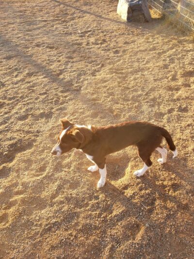 Midtown Dog Park (private) - Westminster, CO