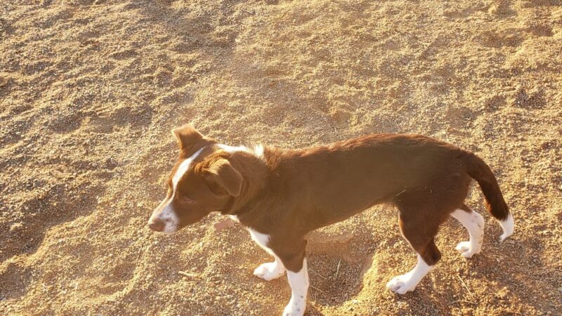 Midtown Dog Park (private) - Westminster, CO