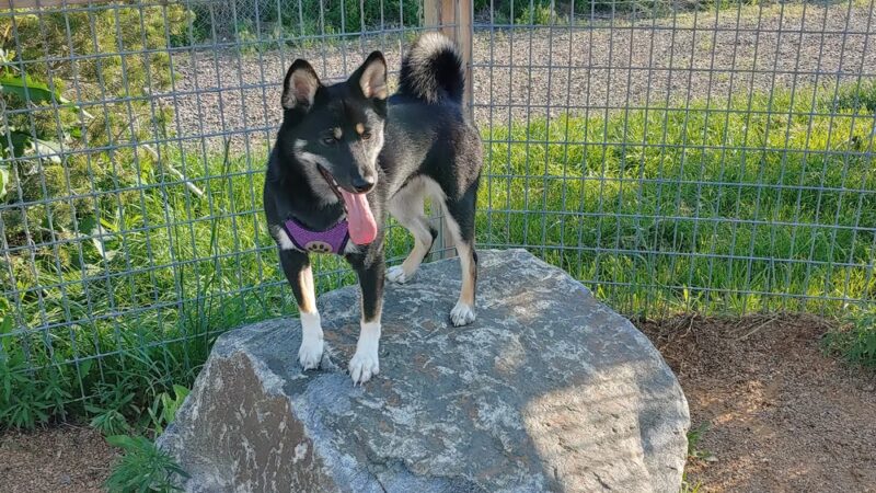 Midtown Dog Park (private) - Westminster, CO