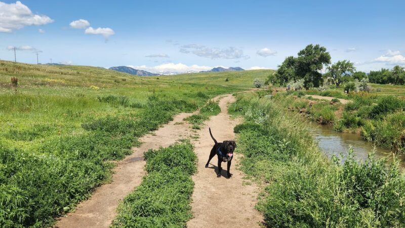 Westminster Hills Open Space Dog Park Parking Lot - Westminster, CO