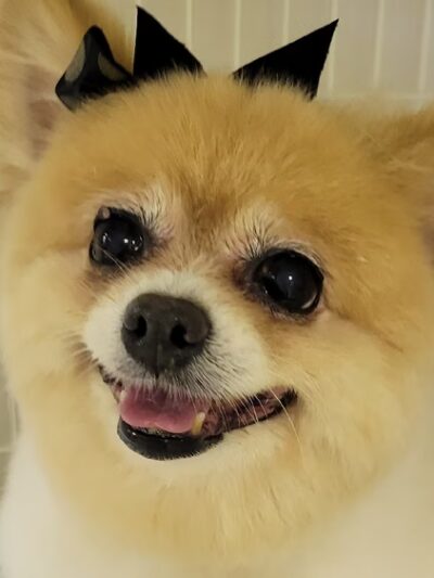 The Pampered Pup - Westmoreland, TN