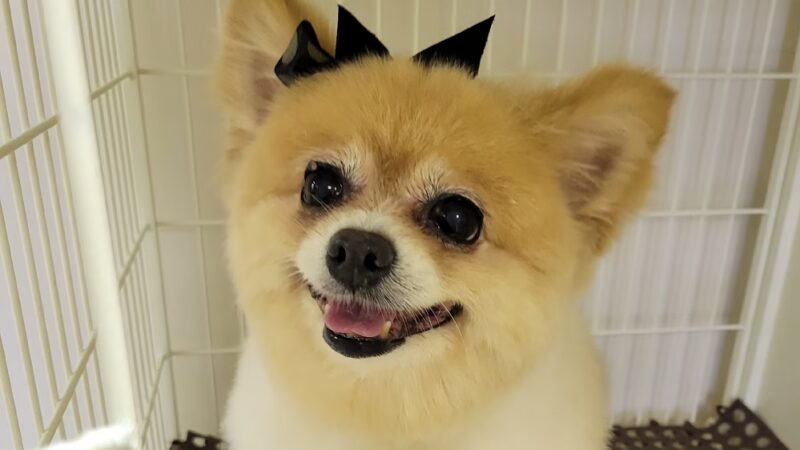 The Pampered Pup - Westmoreland, TN