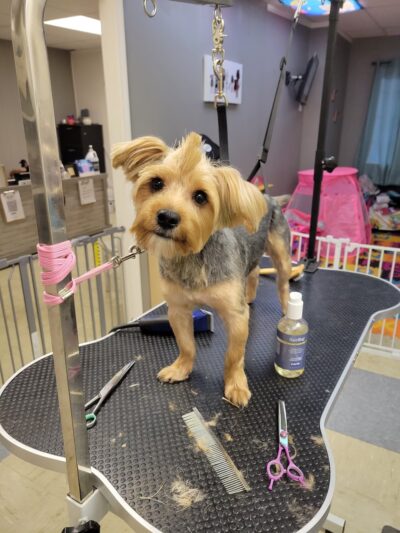 The Pampered Pup - Westmoreland, TN