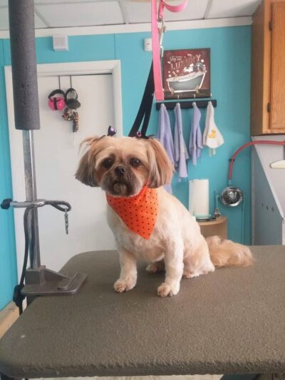 The Pampered Pup - Westmoreland, TN