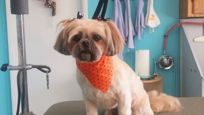 The Pampered Pup - Westmoreland, TN