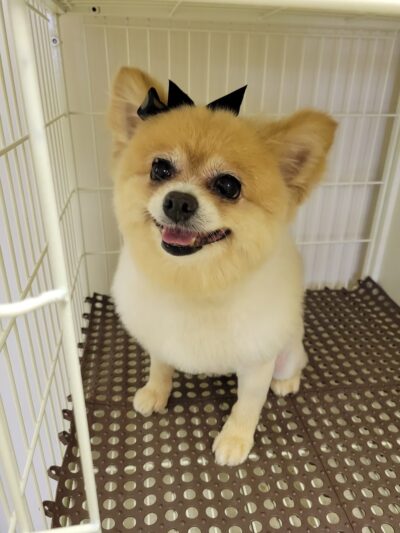 The Pampered Pup - Westmoreland, TN