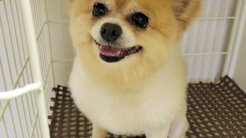 The Pampered Pup - Westmoreland, TN