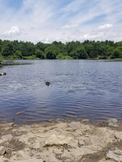 Cat Rock Park - Weston, MA