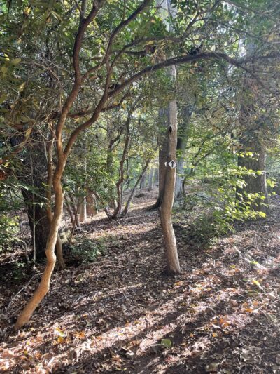 Aspetuck Land Trust: Haskins Preserve - Westport, CT