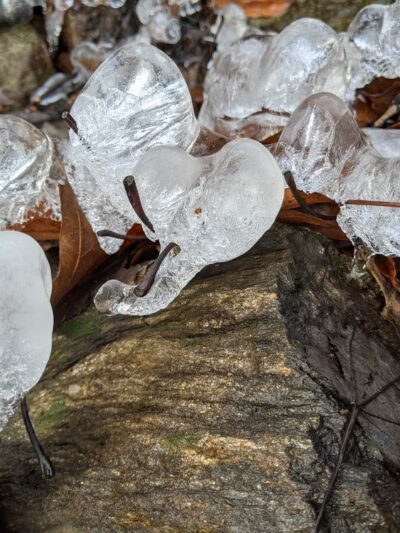 Aspetuck Land Trust: Haskins Preserve - Westport, CT