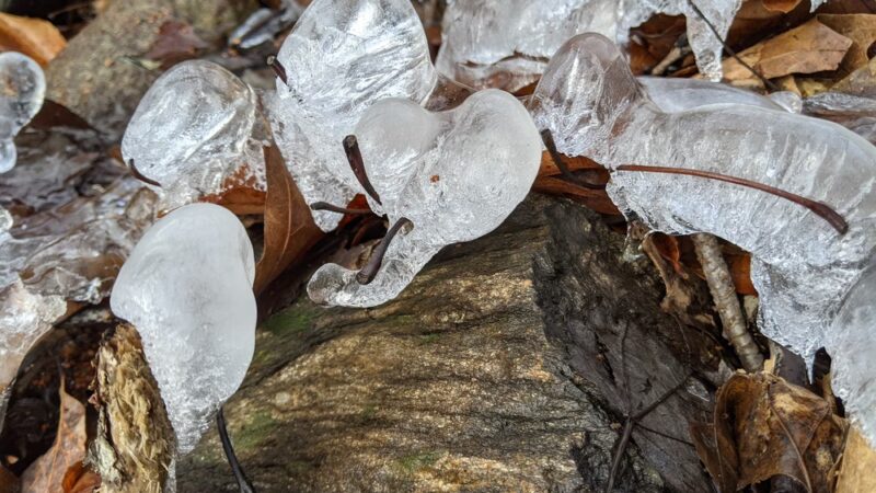 Aspetuck Land Trust: Haskins Preserve - Westport, CT