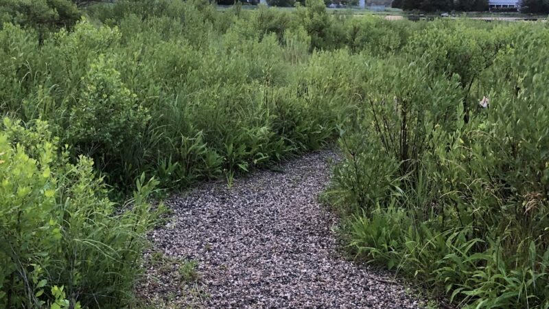 Mill Pond Preserve - Westport, CT