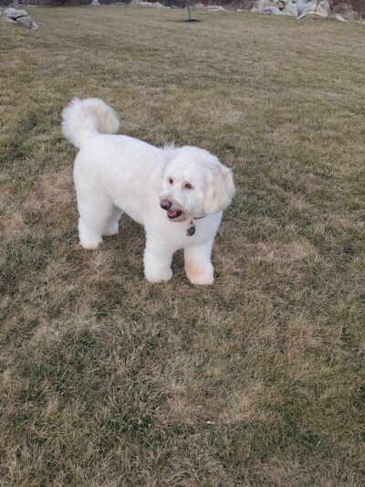 Westport Dog - Westport, MA