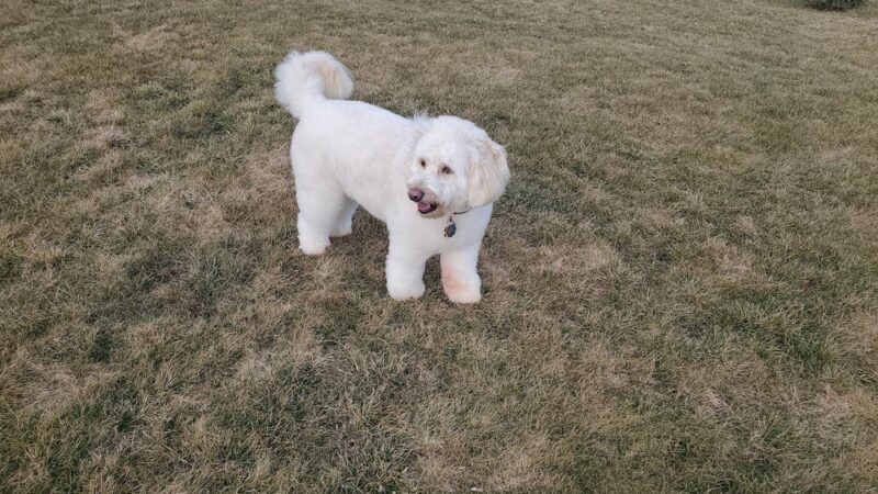 Westport Dog - Westport, MA