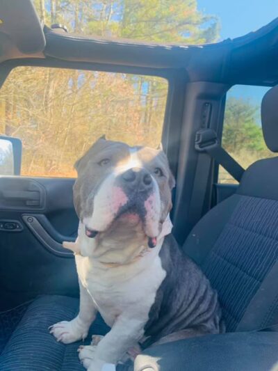 Westport Dog - Westport, MA
