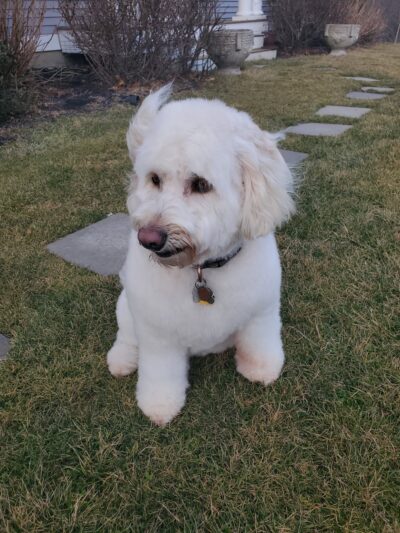 Westport Dog - Westport, MA