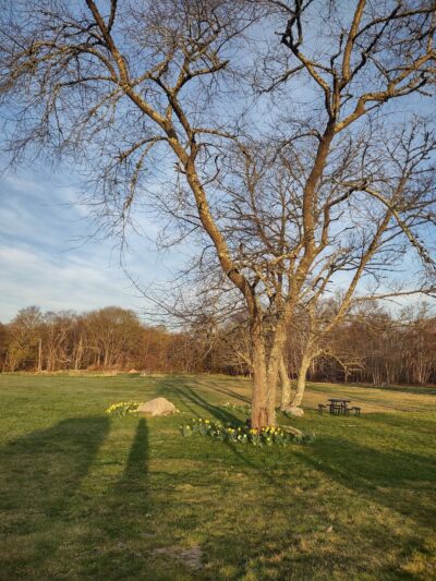 Westport Woods Conservation Park - Westport, MA