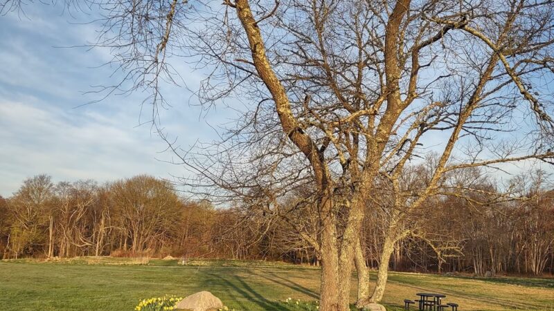 Westport Woods Conservation Park - Westport, MA
