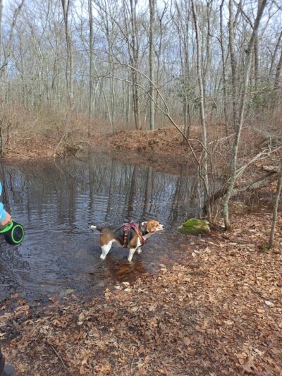 Westport Woods Conservation Park - Westport, MA
