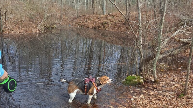 Westport Woods Conservation Park - Westport, MA