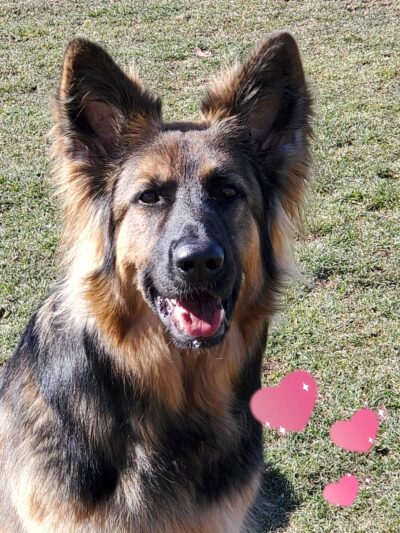 Bed & Biscuit Pet Resort - Westville Indiana - Westville, IN