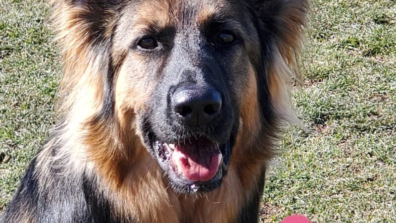 Bed & Biscuit Pet Resort - Westville Indiana - Westville, IN