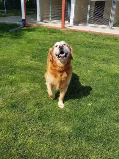 Bed & Biscuit Pet Resort - Westville Indiana - Westville, IN