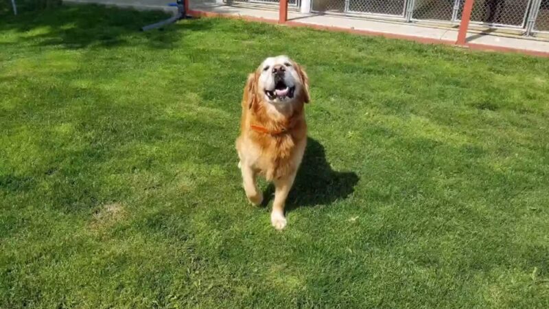 Bed & Biscuit Pet Resort - Westville Indiana - Westville, IN