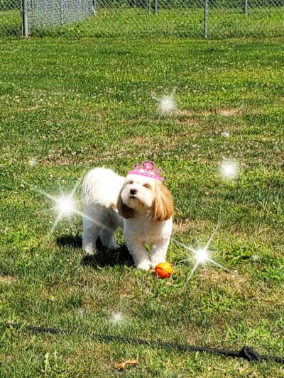 Bed & Biscuit Pet Resort - Westville Indiana - Westville, IN