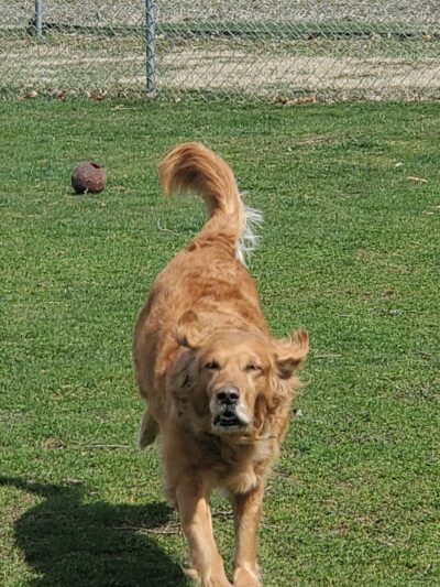 Bed & Biscuit Pet Resort - Westville Indiana - Westville, IN