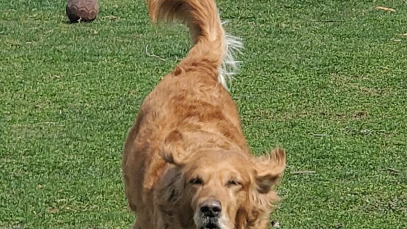Bed & Biscuit Pet Resort - Westville Indiana - Westville, IN