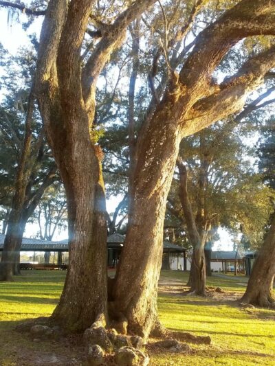 Lake Alice Park-no dogs allowed - Wewahitchka, FL