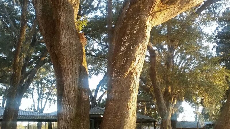 Lake Alice Park-no dogs allowed - Wewahitchka, FL