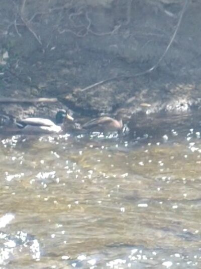 Boyd's Crossing Park - Wheat Ridge, CO