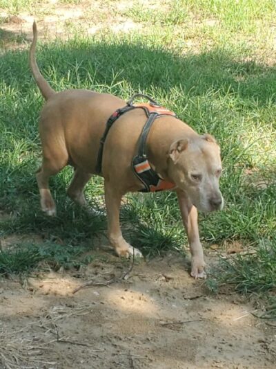 Park Your Paws Kennels - Wheatfield, IN