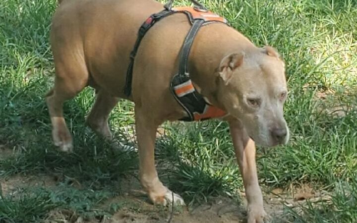 Park Your Paws Kennels - Wheatfield, IN