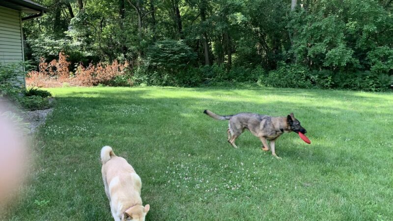 Park Your Paws Kennels - Wheatfield, IN