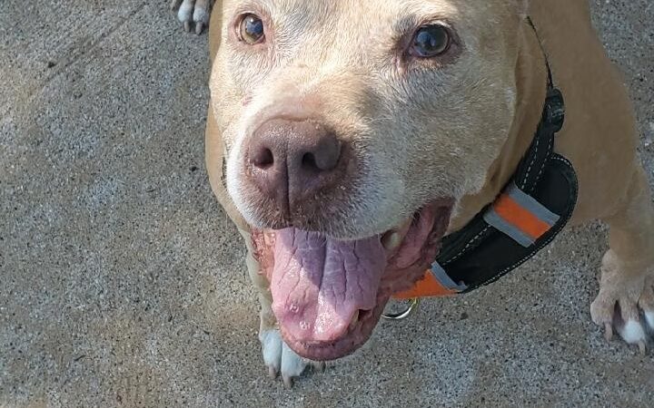 Park Your Paws Kennels - Wheatfield, IN