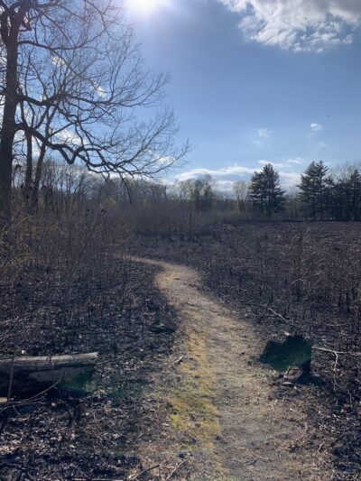 Stoutsburg Savanna Nature Preserve - Wheatfield, IN