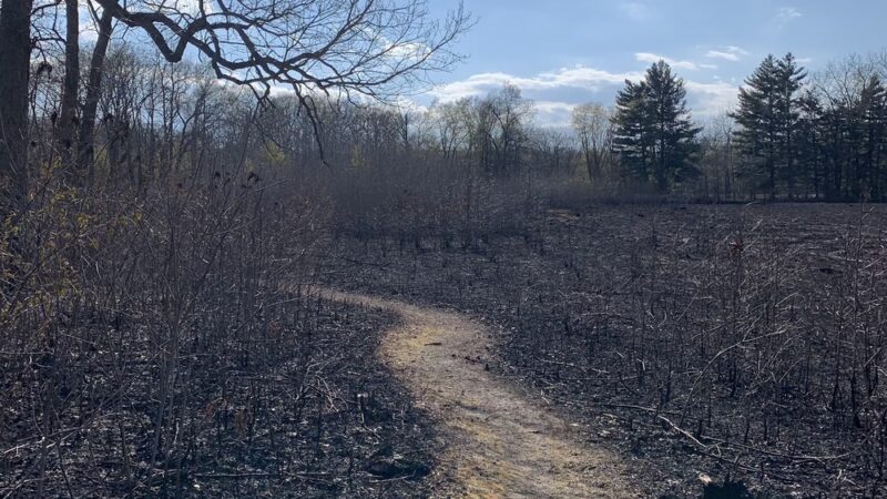 Stoutsburg Savanna Nature Preserve - Wheatfield, IN