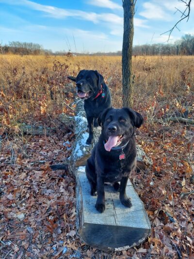 Stoutsburg Savanna Nature Preserve - Wheatfield, IN