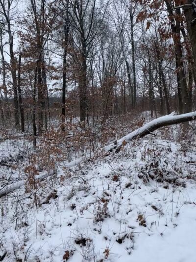 Stoutsburg Savanna Nature Preserve - Wheatfield, IN