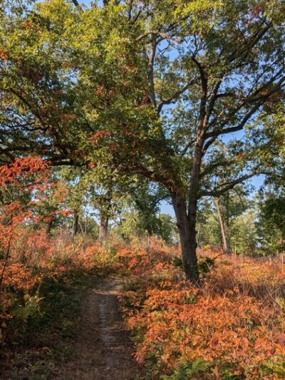 Stoutsburg Savanna Nature Preserve - Wheatfield, IN