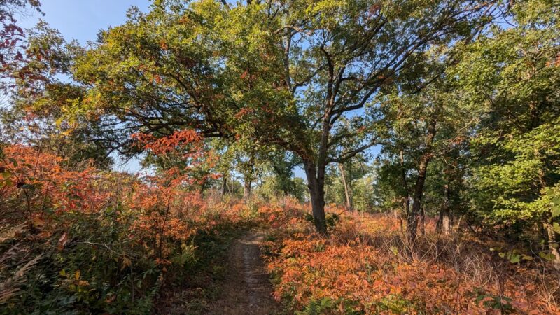Stoutsburg Savanna Nature Preserve - Wheatfield, IN