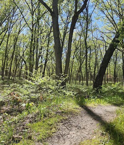 Stoutsburg Savanna Nature Preserve Parking Area - Wheatfield, IN
