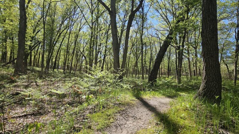Stoutsburg Savanna Nature Preserve Parking Area - Wheatfield, IN