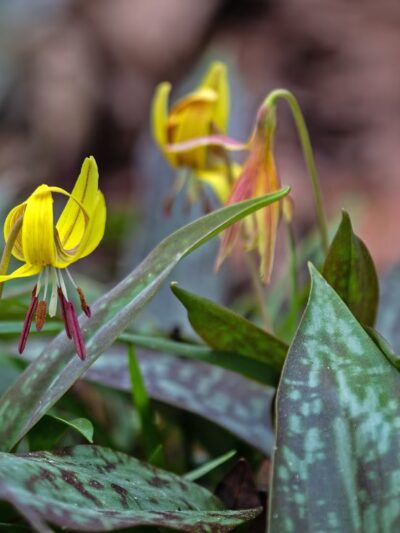 Wolf Creek Trout Lily Preserve - Whigham, GA