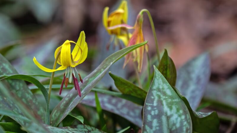 Wolf Creek Trout Lily Preserve - Whigham, GA