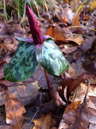 Wolf Creek Trout Lily Preserve - Whigham, GA