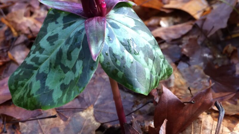 Wolf Creek Trout Lily Preserve - Whigham, GA
